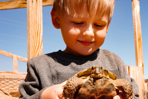 Drone Attacks Ravenous Ravens to Save Baby Tortoises!